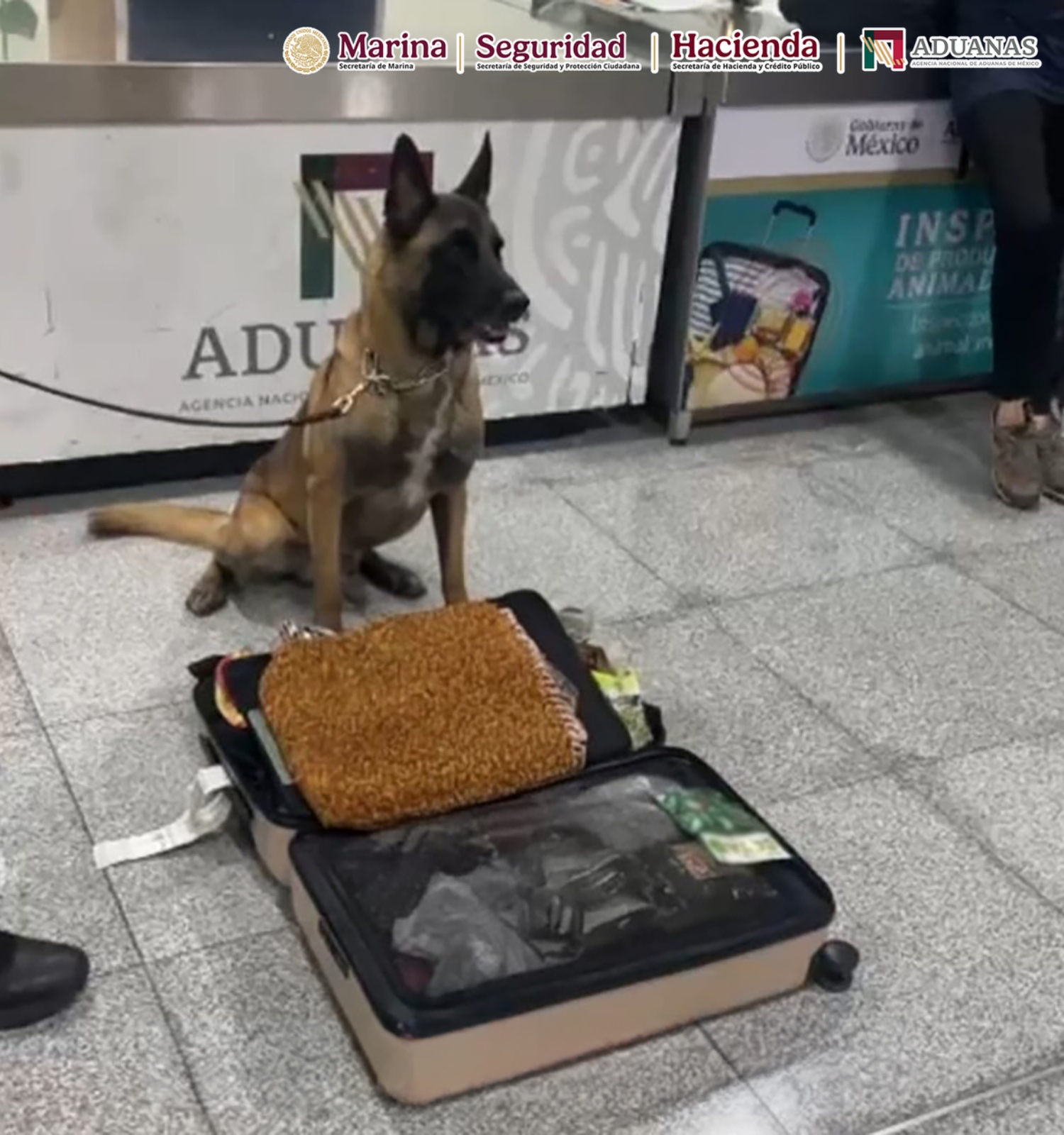 Max IV, binomio canino del AICM logra dos aseguramientos en un mismo día